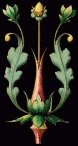 acorn